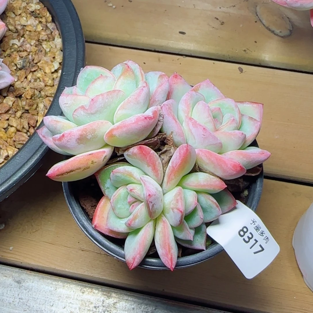 靈***靈泡芙群，8317多肉植物