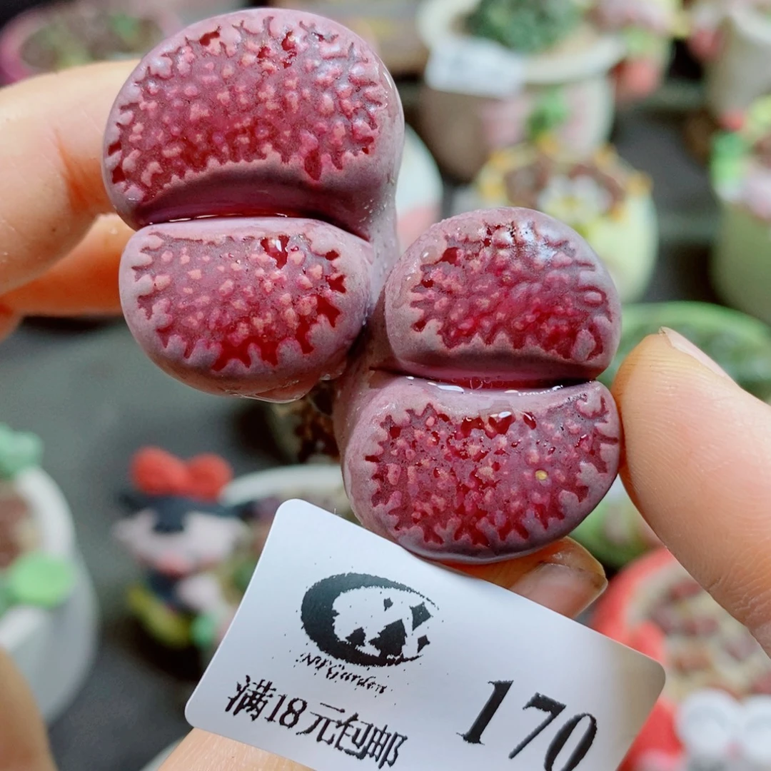 小***俞生石花花花花花花花170