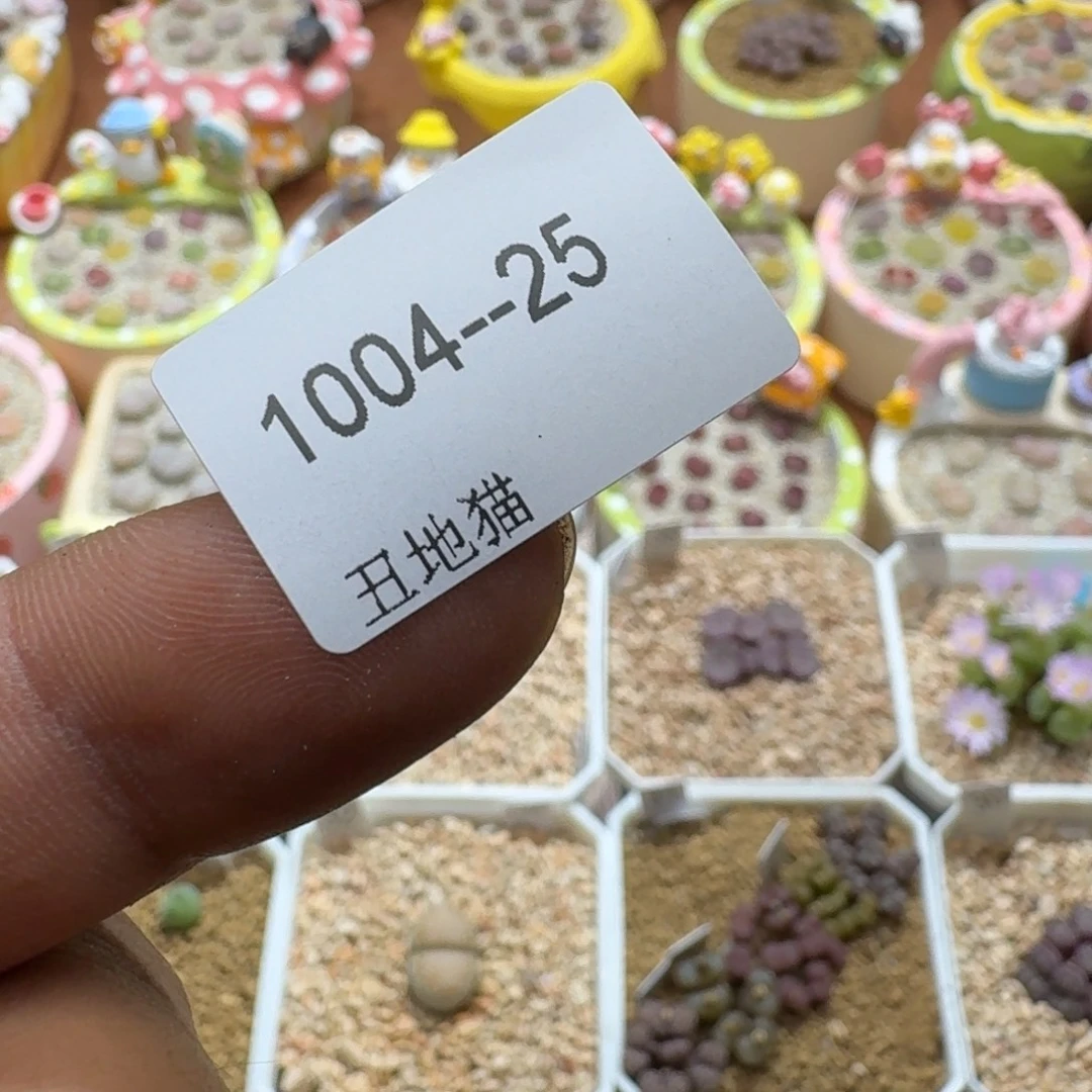 猫***猴1004-025卷卷卷卷卷