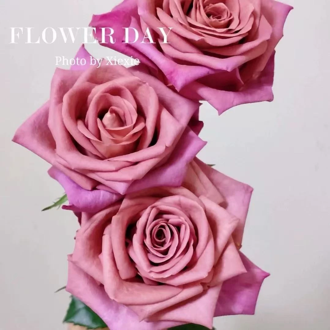 【调香师玫瑰】云南优选鲜切花昆明基地直发家用插花节日
