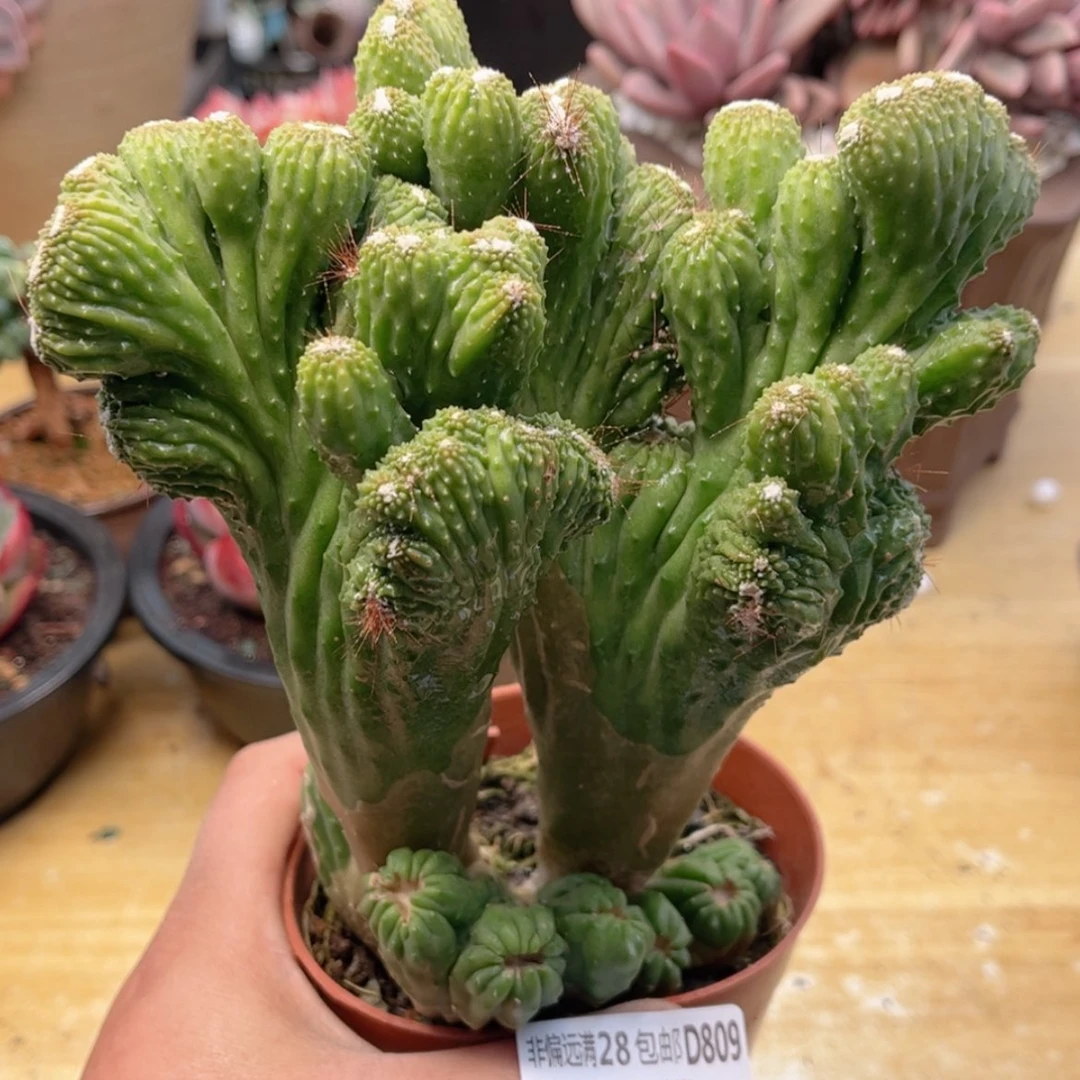 【闪购商品】809五台山