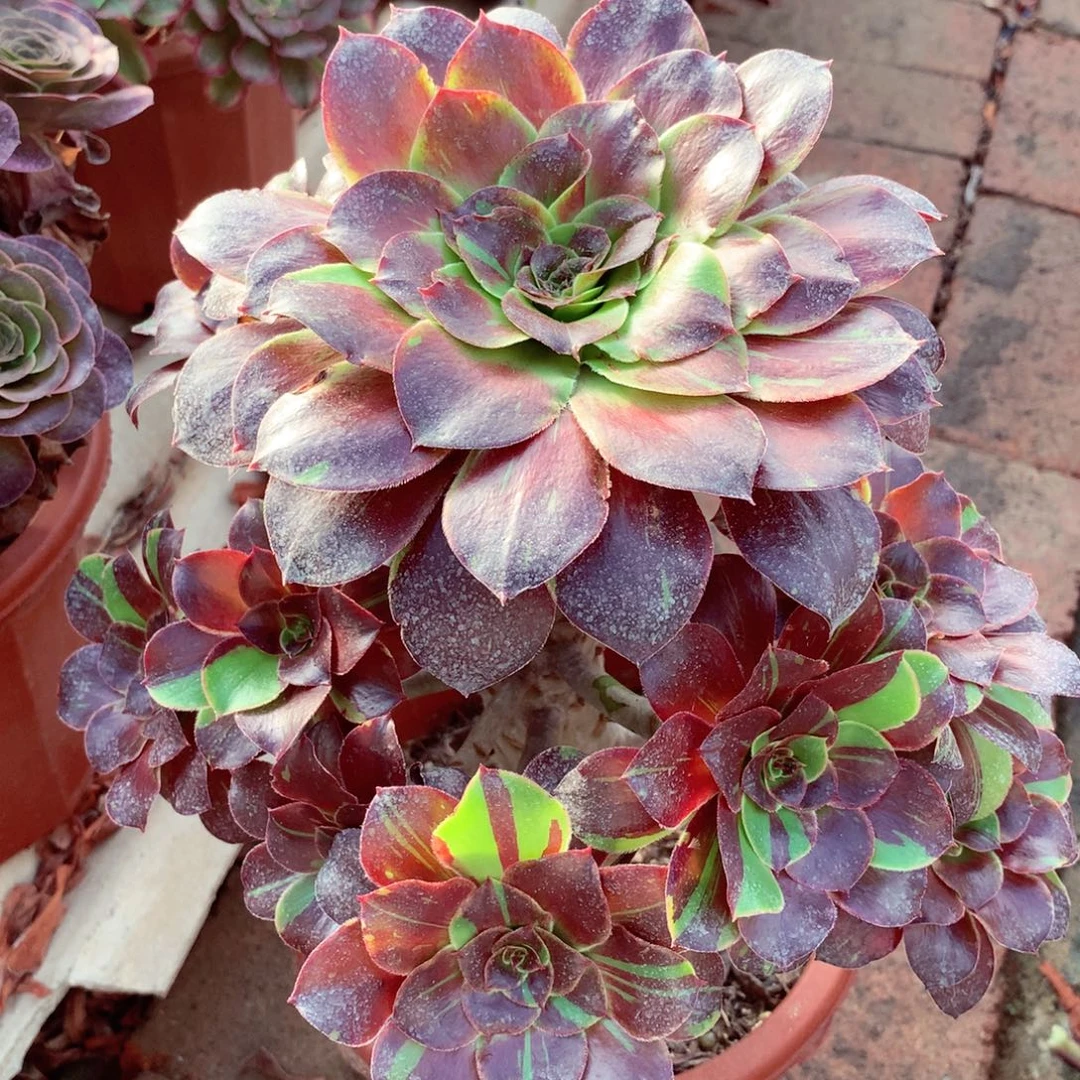 花斑鹿，多肉植物的