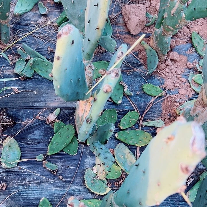 &***&龙爪掌 有根 9020