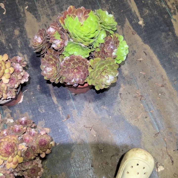 不包断枝一物一拍102