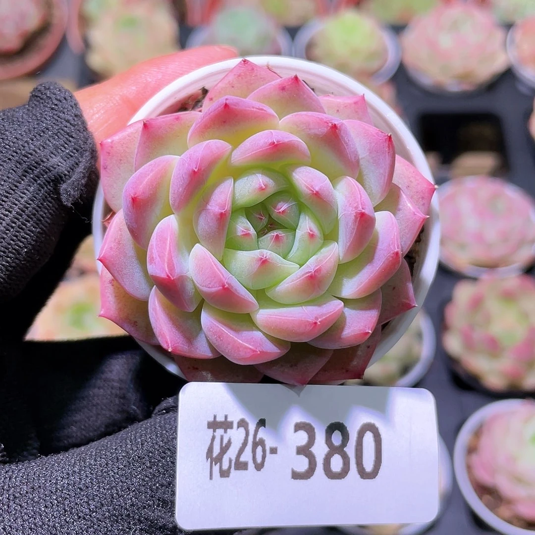 花利美26-380新品