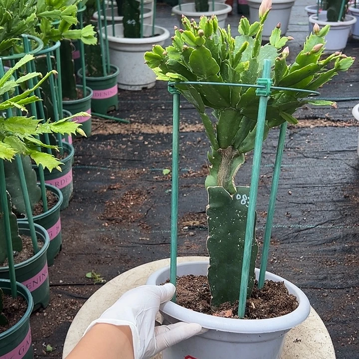 083微瑕蟹爪兰原土带花架