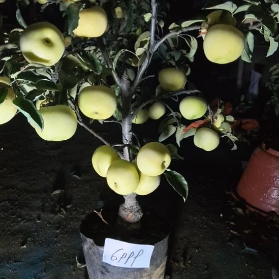 无花朵小高杆精品苹果盆栽