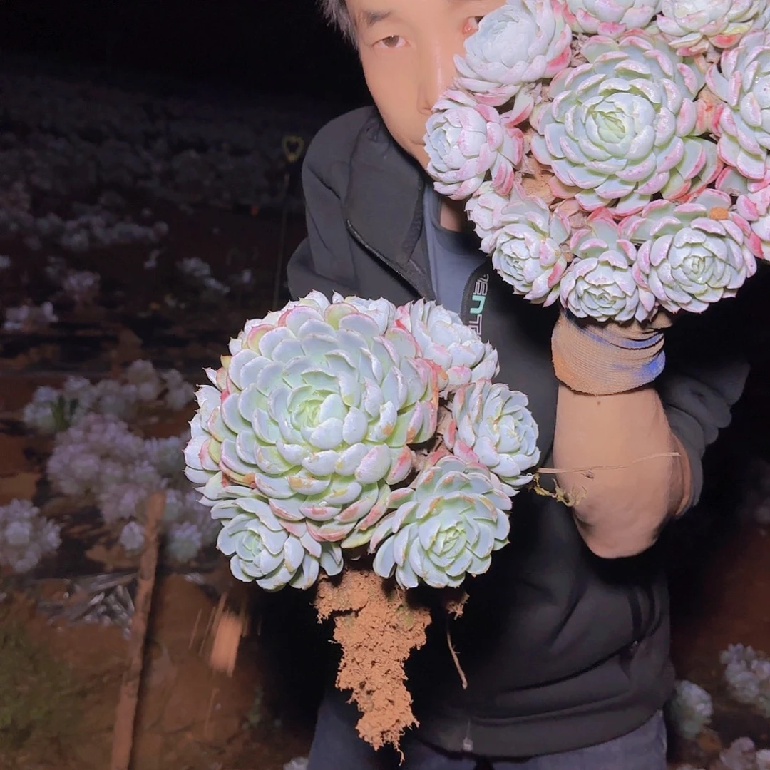 地栽贝瑞多肉多肉2颗