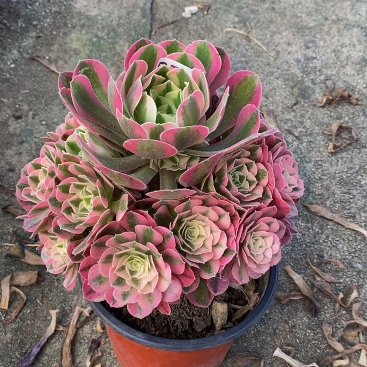 女巫多肉植物751