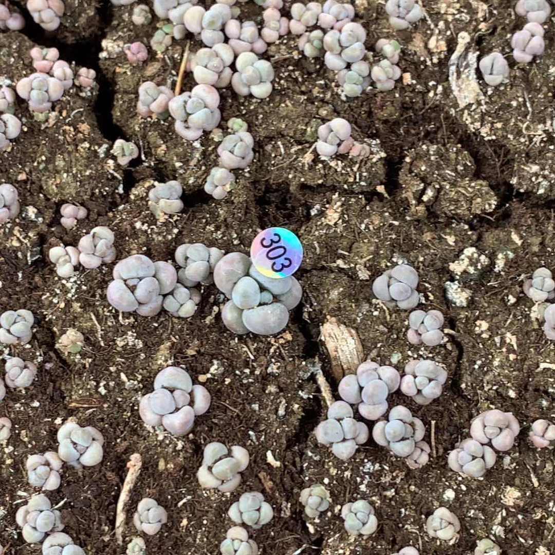 小奶泡哈哈哈，303