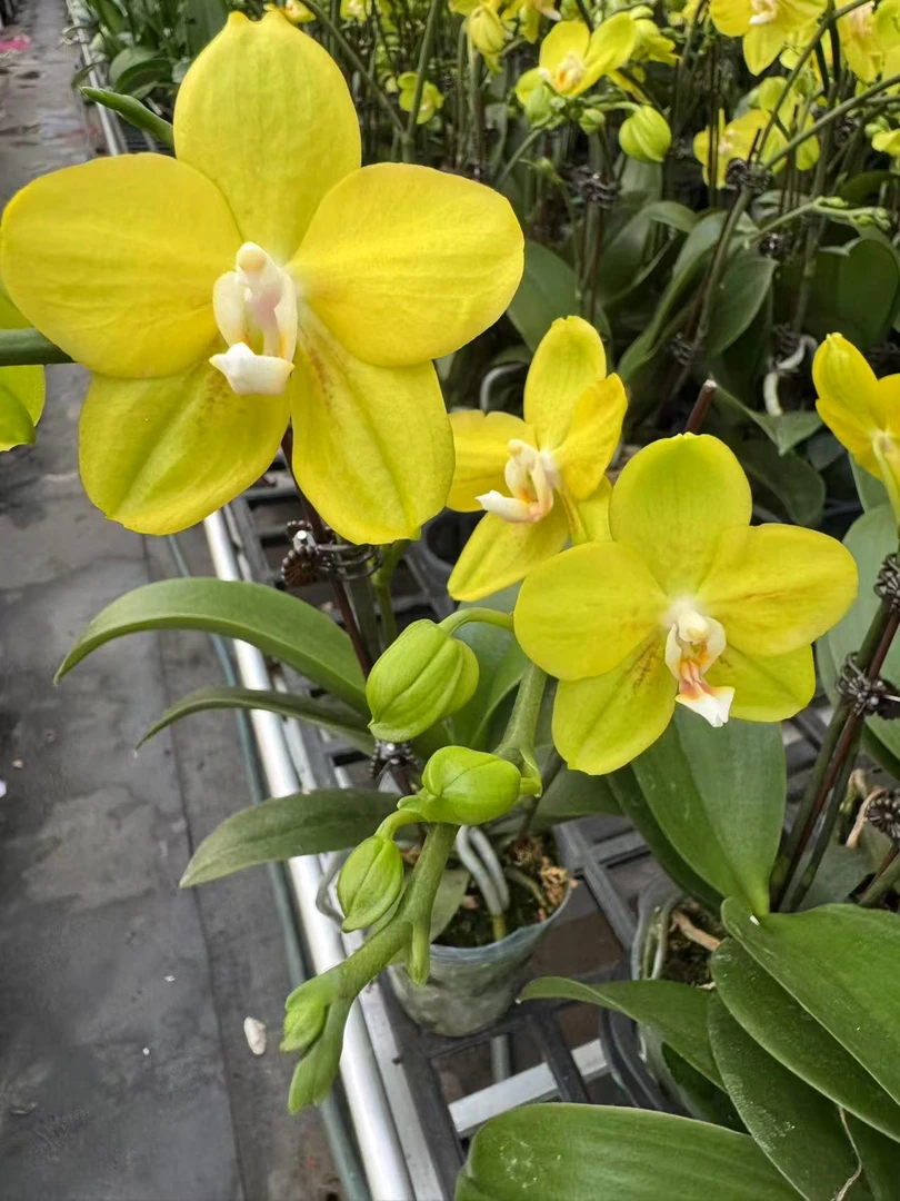 蝴蝶兰【如意】高端盆栽带苞带花昆明源头基地直发