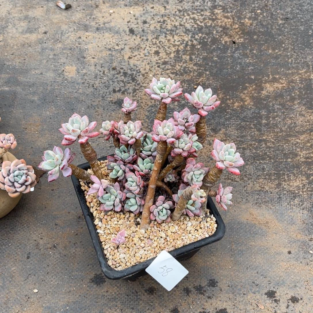 M***?0058红卷叶多肉