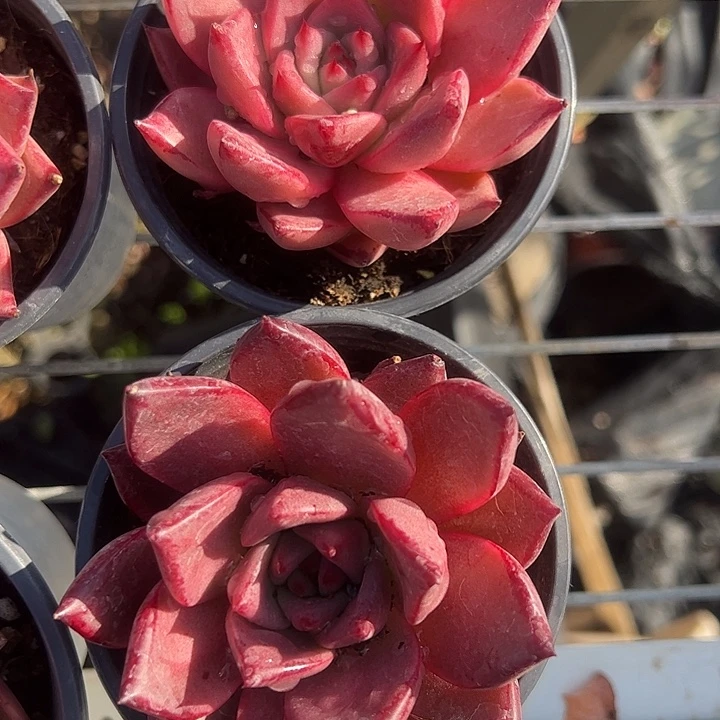 单头血罗多肉植物精品