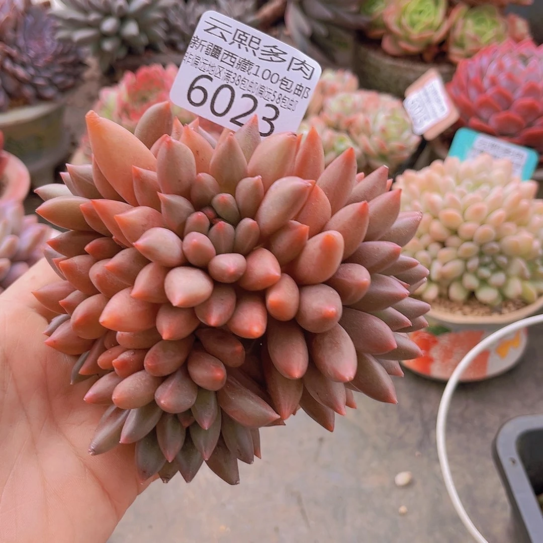 养***婆6023红蜻蜓。