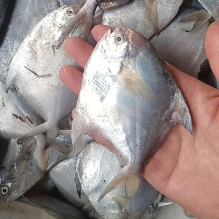 渤海野生小银鲳鱼顺丰包邮适合煎炸