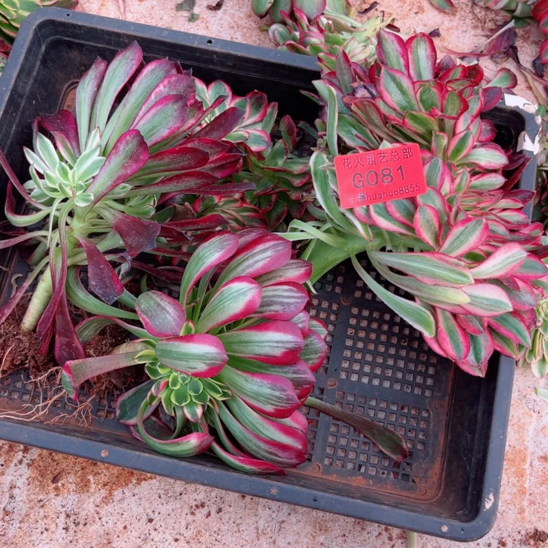 组合081多肉植物