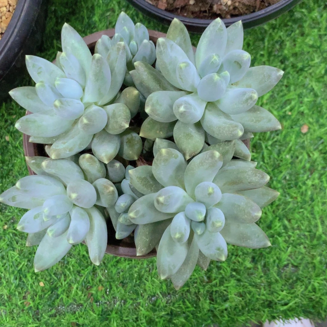 梦*松果美人多肉植物