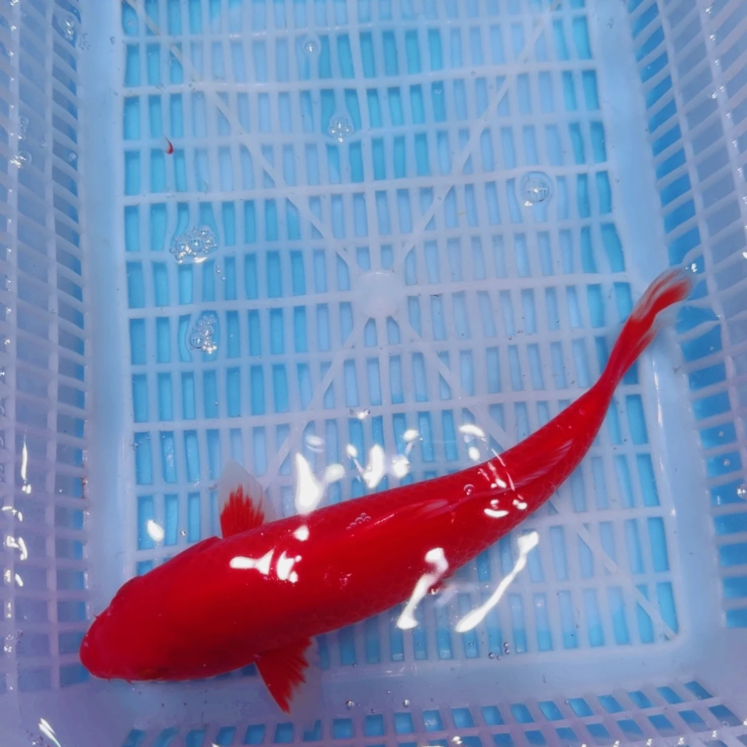 锦鲤锦鲤观赏鱼直播链接