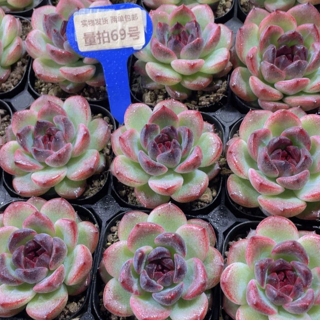 量拍69号 油透暗夜珍妮单头一个