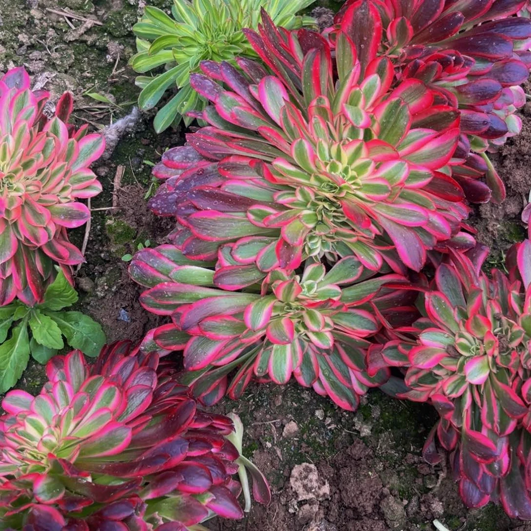 美杜莎缀多肉植物捧场