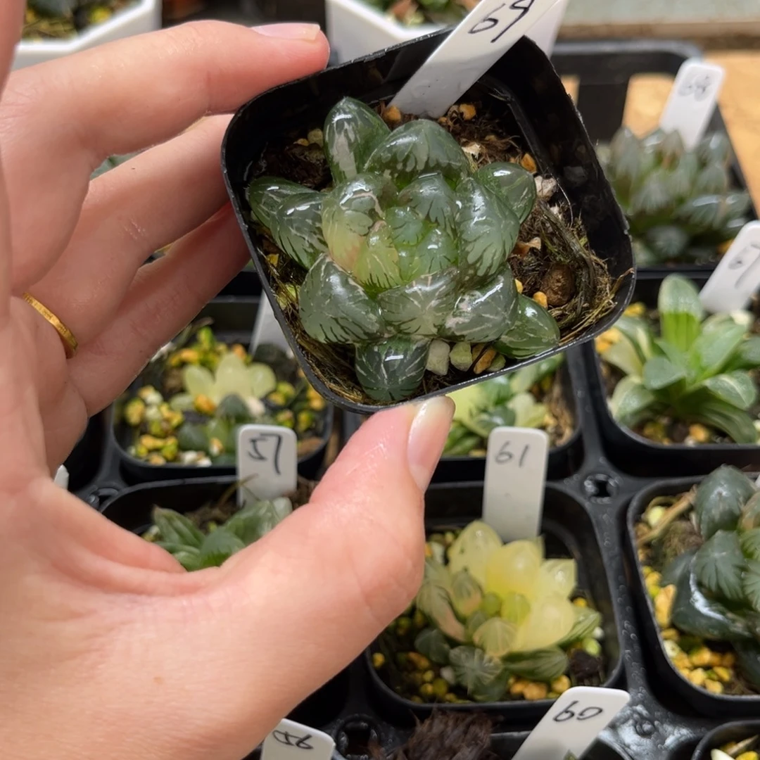 69冰灯玉露锦一物一拍