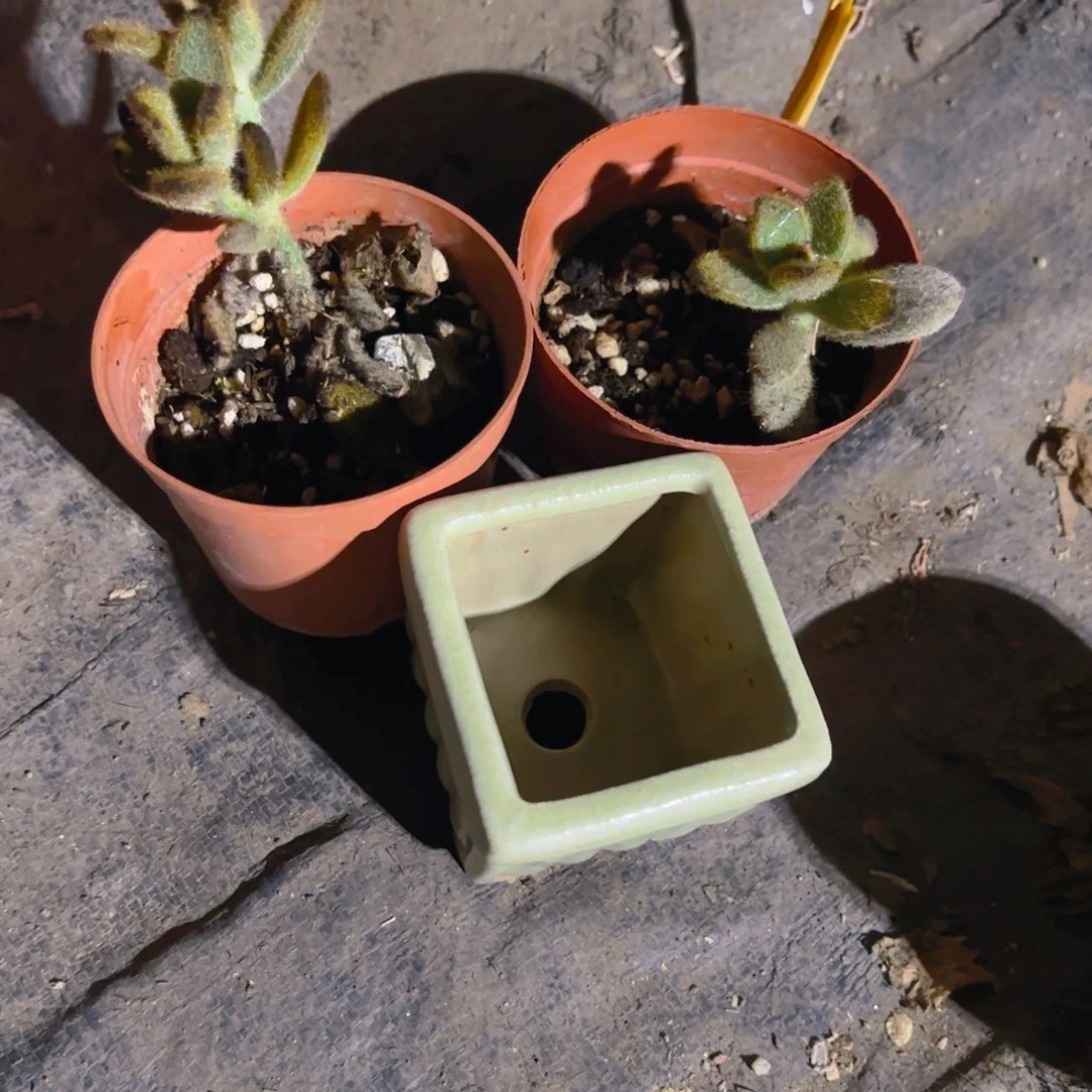 ****.俩泰迪熊加盆新疆包邮