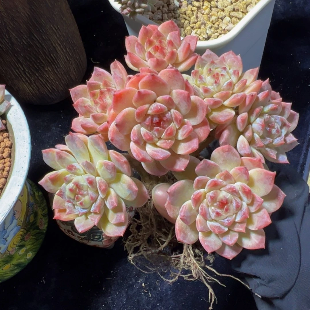 小桃花冰魄朵朵天天开心