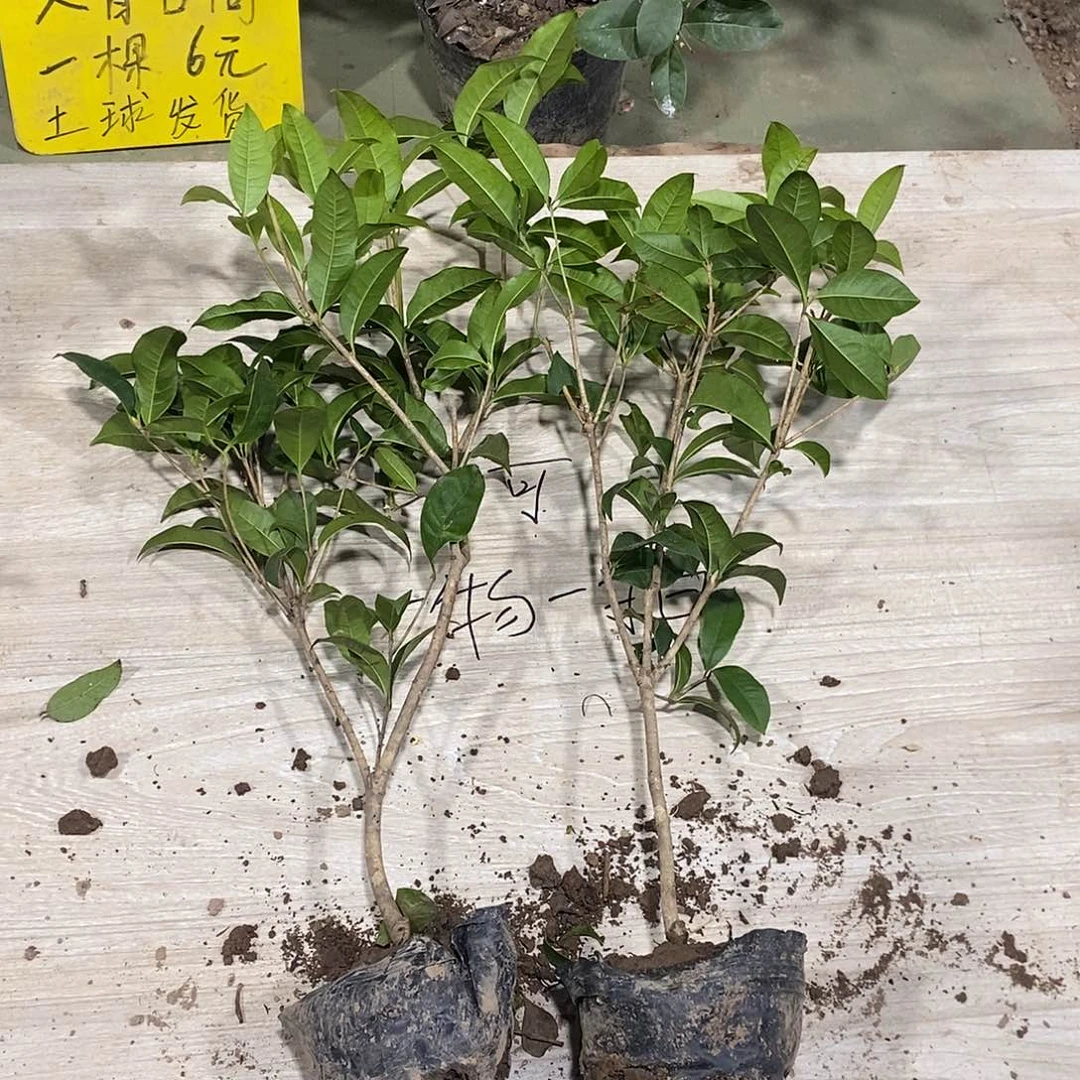 完全开放一物一拍的桂花