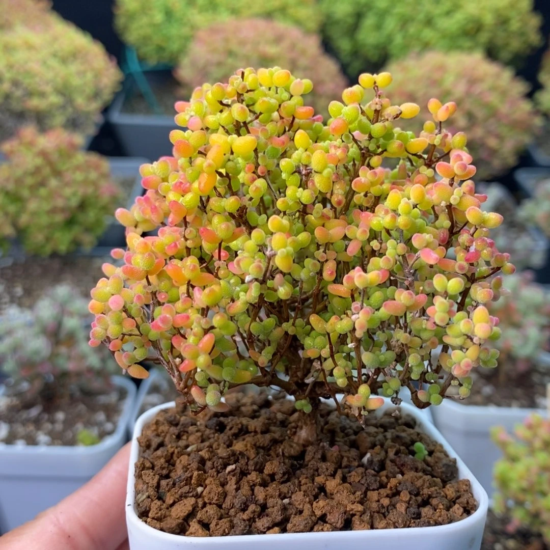 如***是1895蜜橘糖球 。