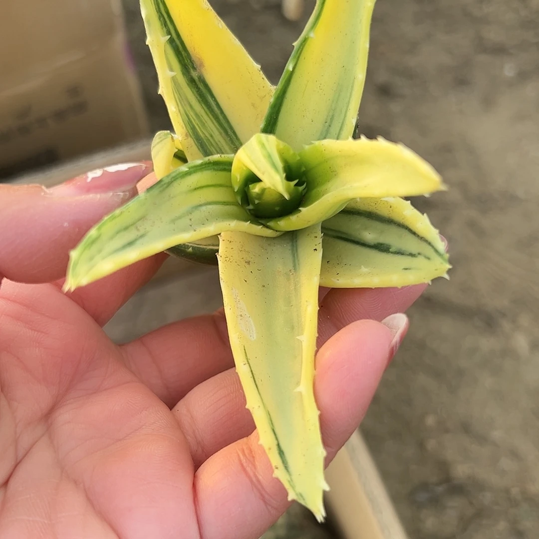多肉植物不夜城芦荟