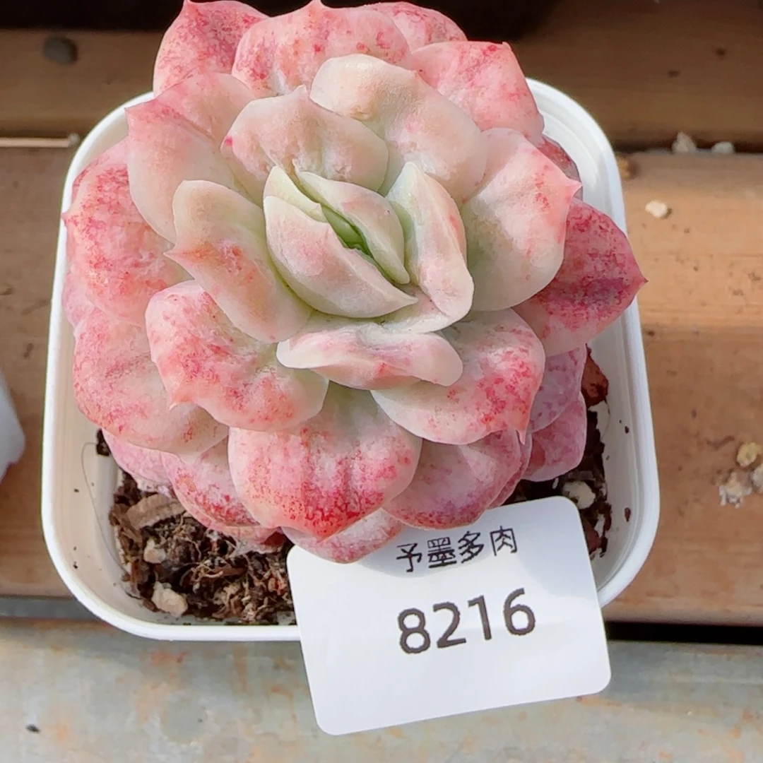 泡泡纱裙，8216多肉植物