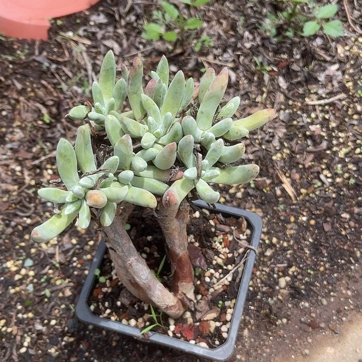 仙女杯系列多肉植物