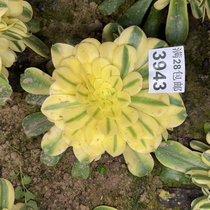 3743南雪莲多肉植物