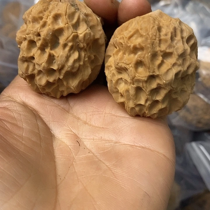 核桃云南铁核桃基地23