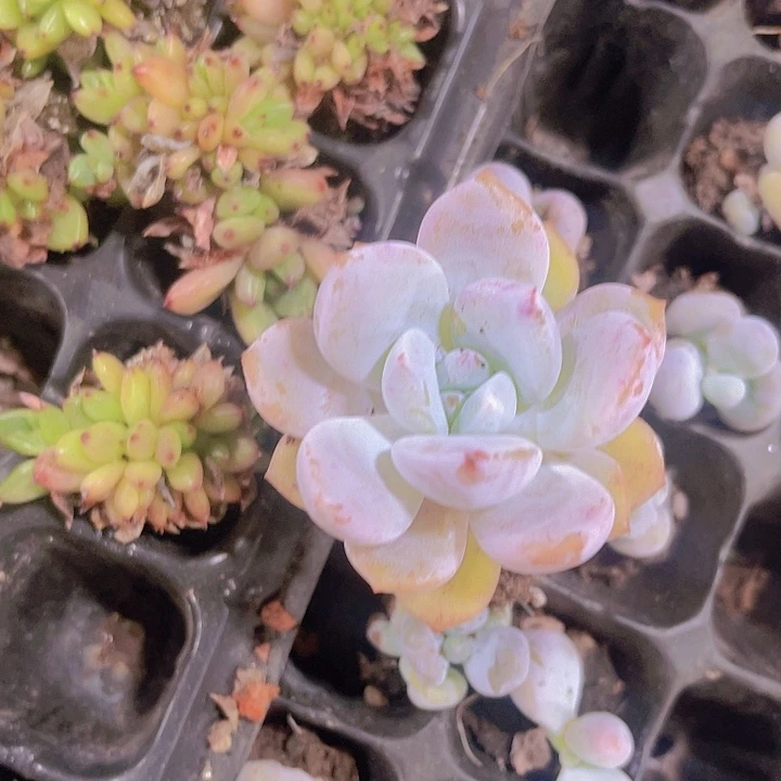 精品奶盖多肉植物