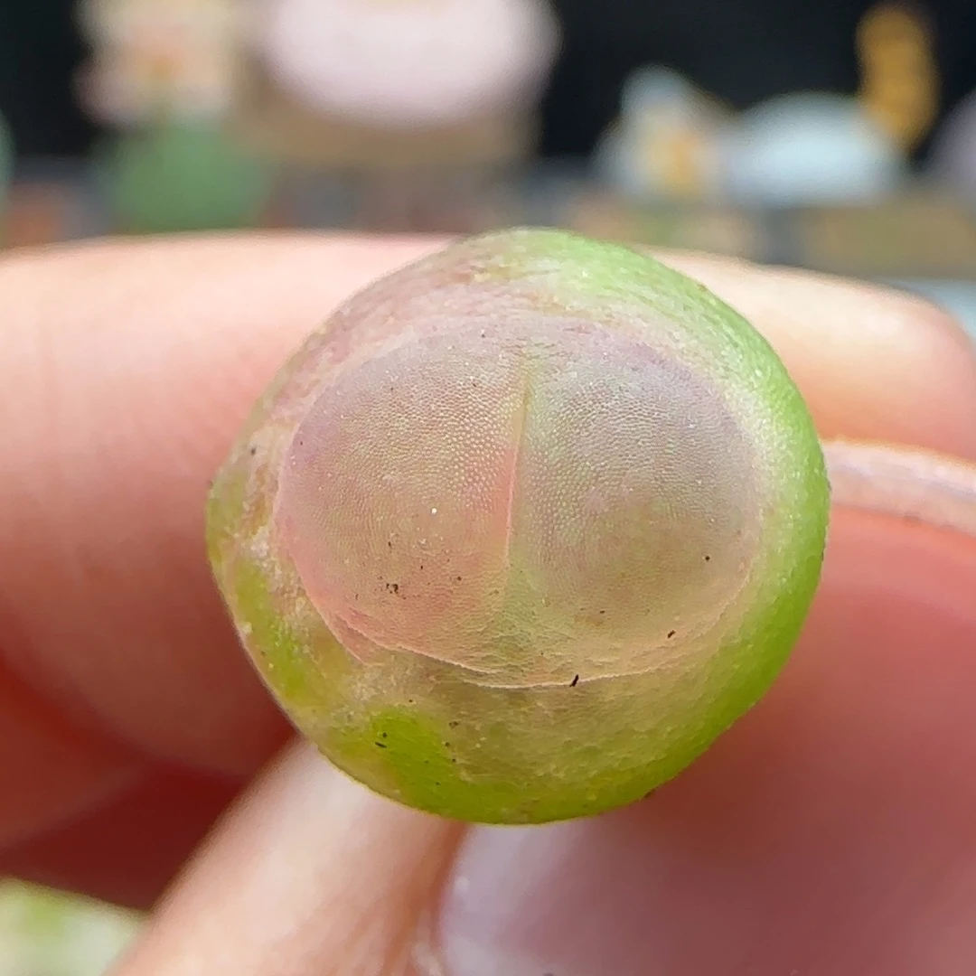 团***鸟2.12.36/紫皮拉登