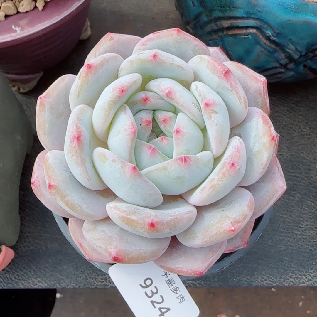 长杆雪之魄，9324多肉植物