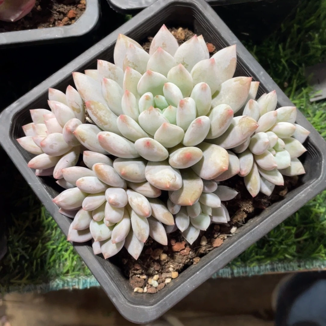 半夏冠幅14 公分一物一拍