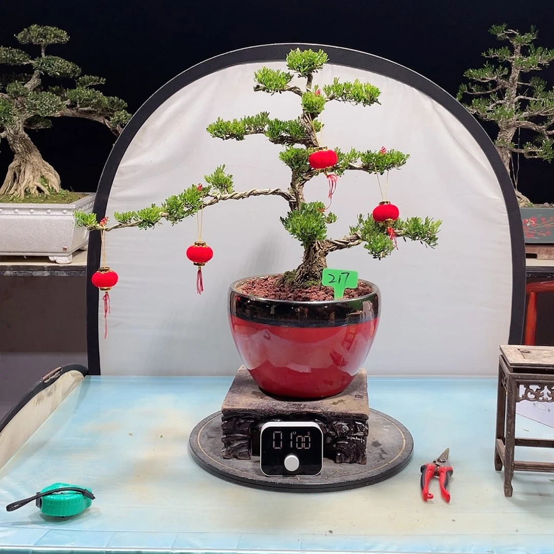 黄杨黄杨黄杨黄杨217