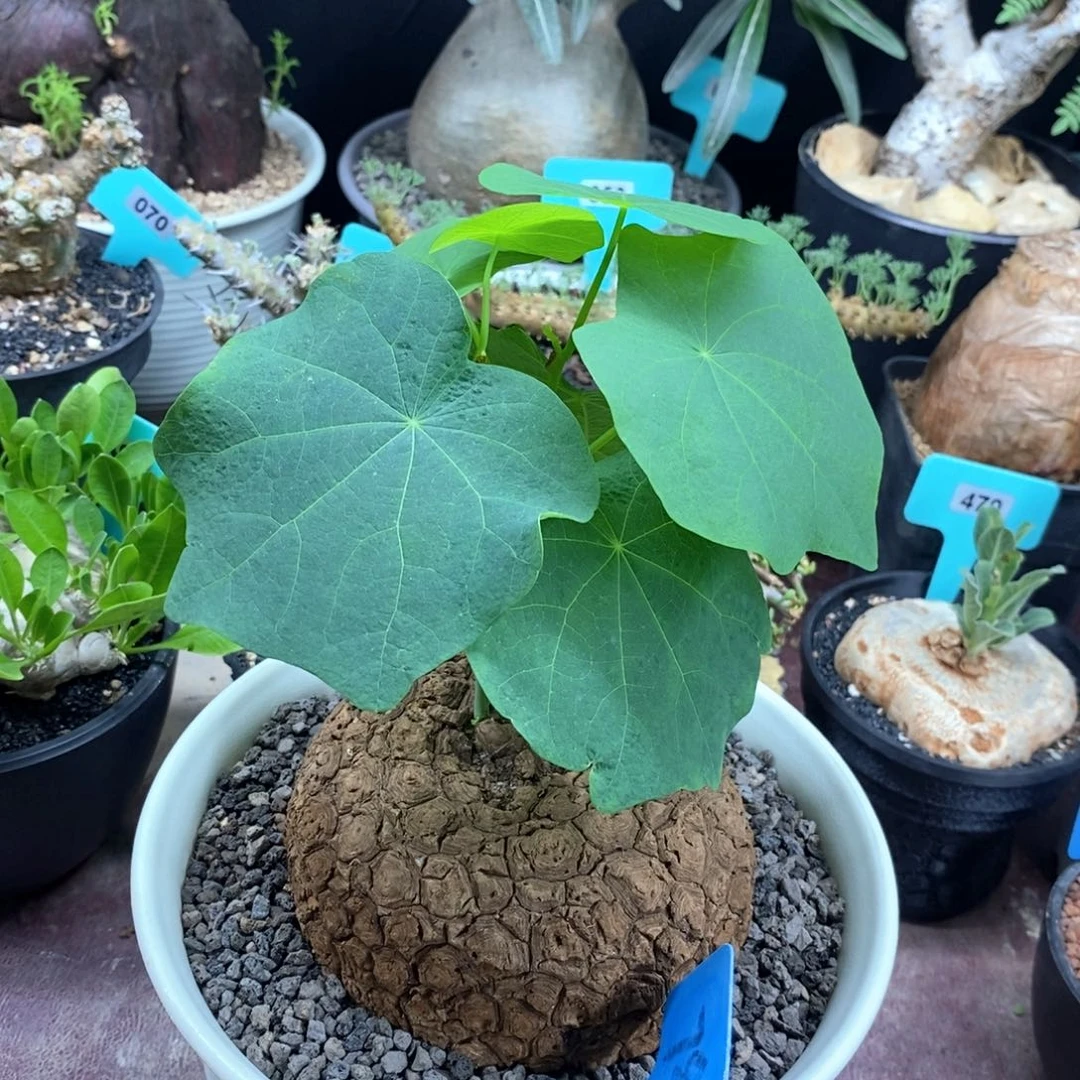 龙甲龟多肉植物一个
