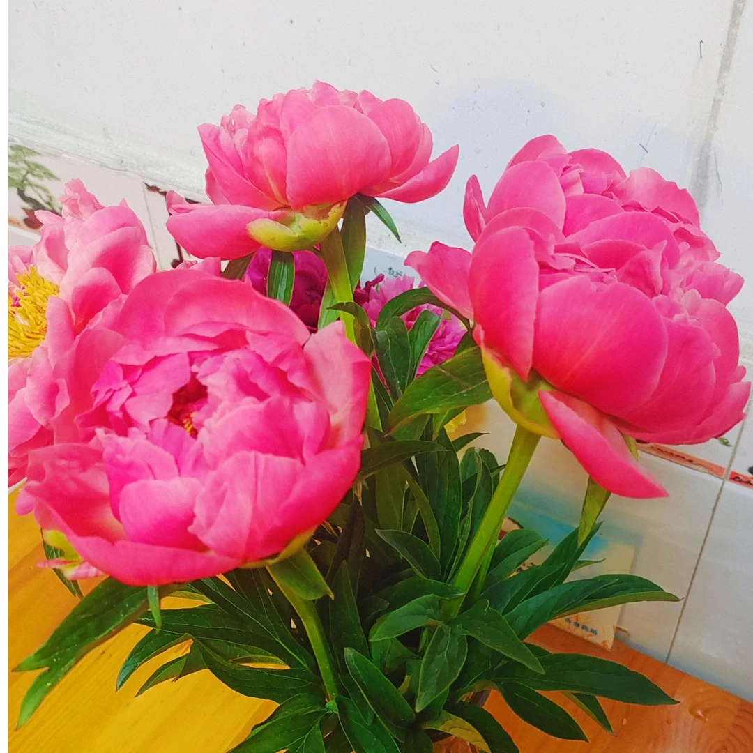 渐变色重瓣芍药珊瑚魅力基地现采现发