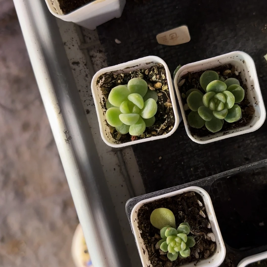 童话盆4号床一个满25包邮