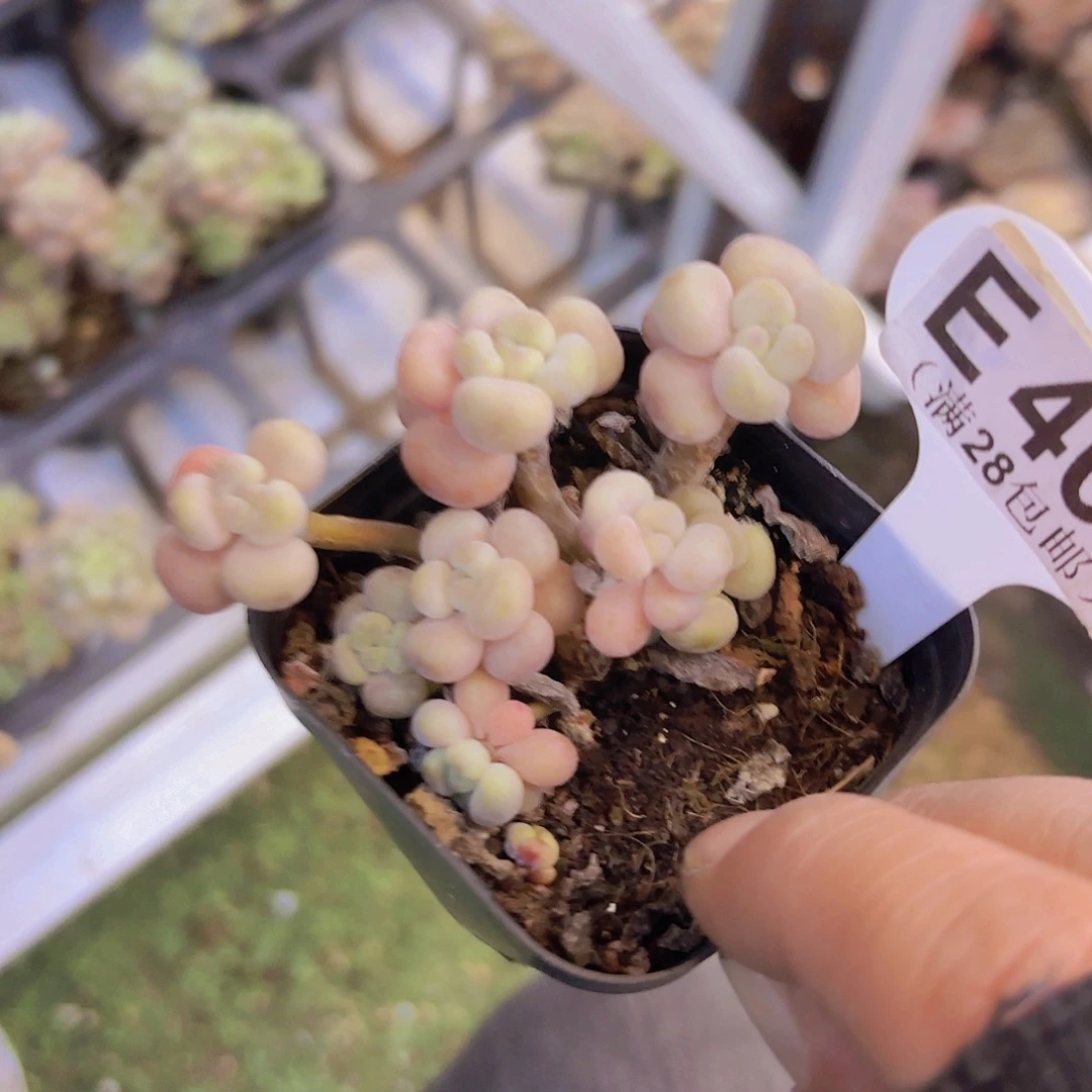 E403鱼子酱一物一拍