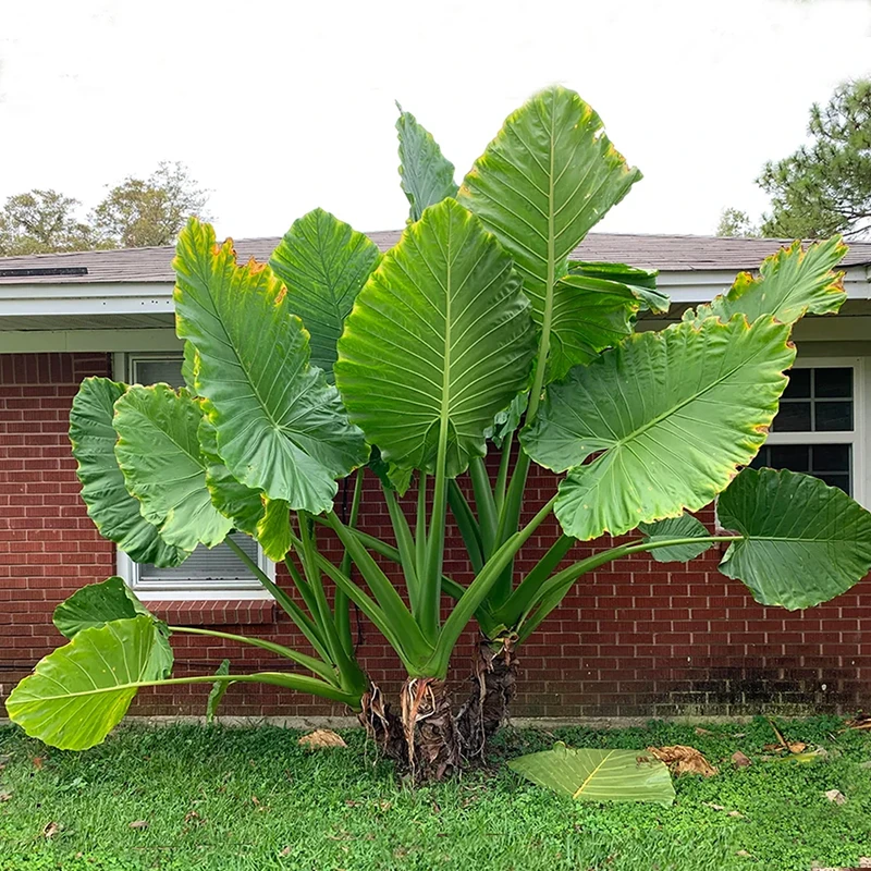 网红大型绿植象耳芋室内外巨型植物龙猫同款大野芋四季长青耐阴晒