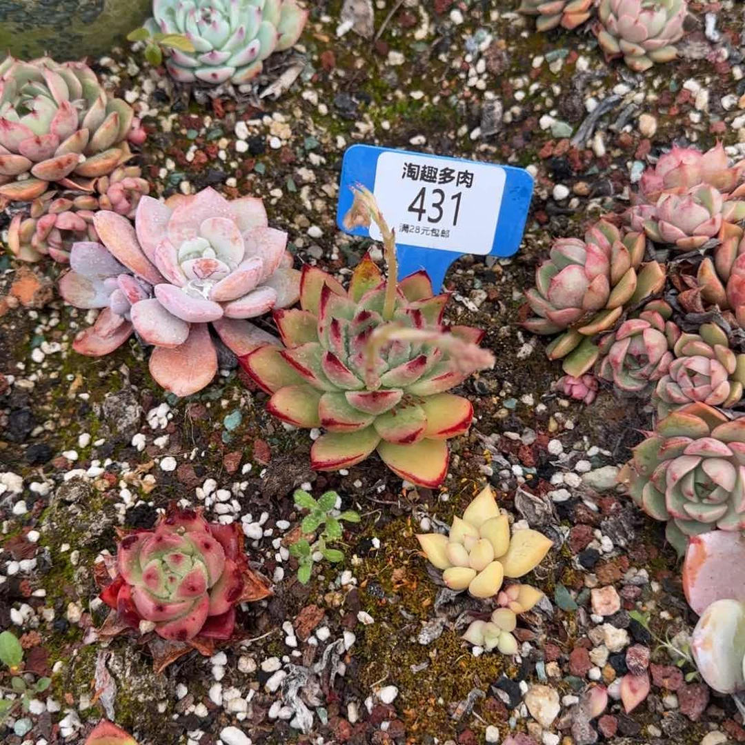 多肉植物都可以好好