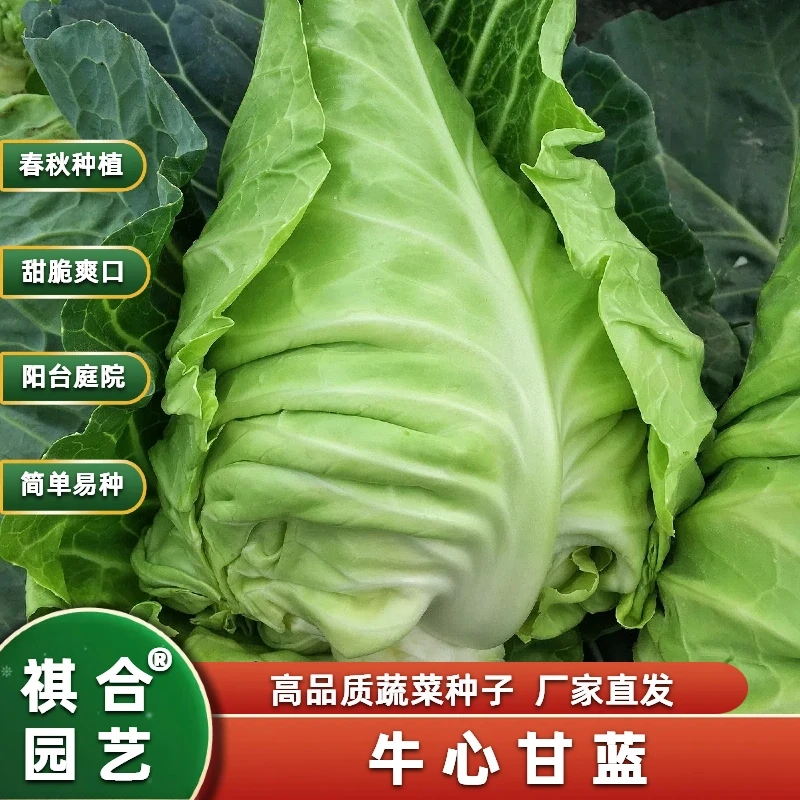 春丰牛心甘蓝种子圆球甘蓝包菜卷心菜种子家庭阳台菜种莲花白种孑
