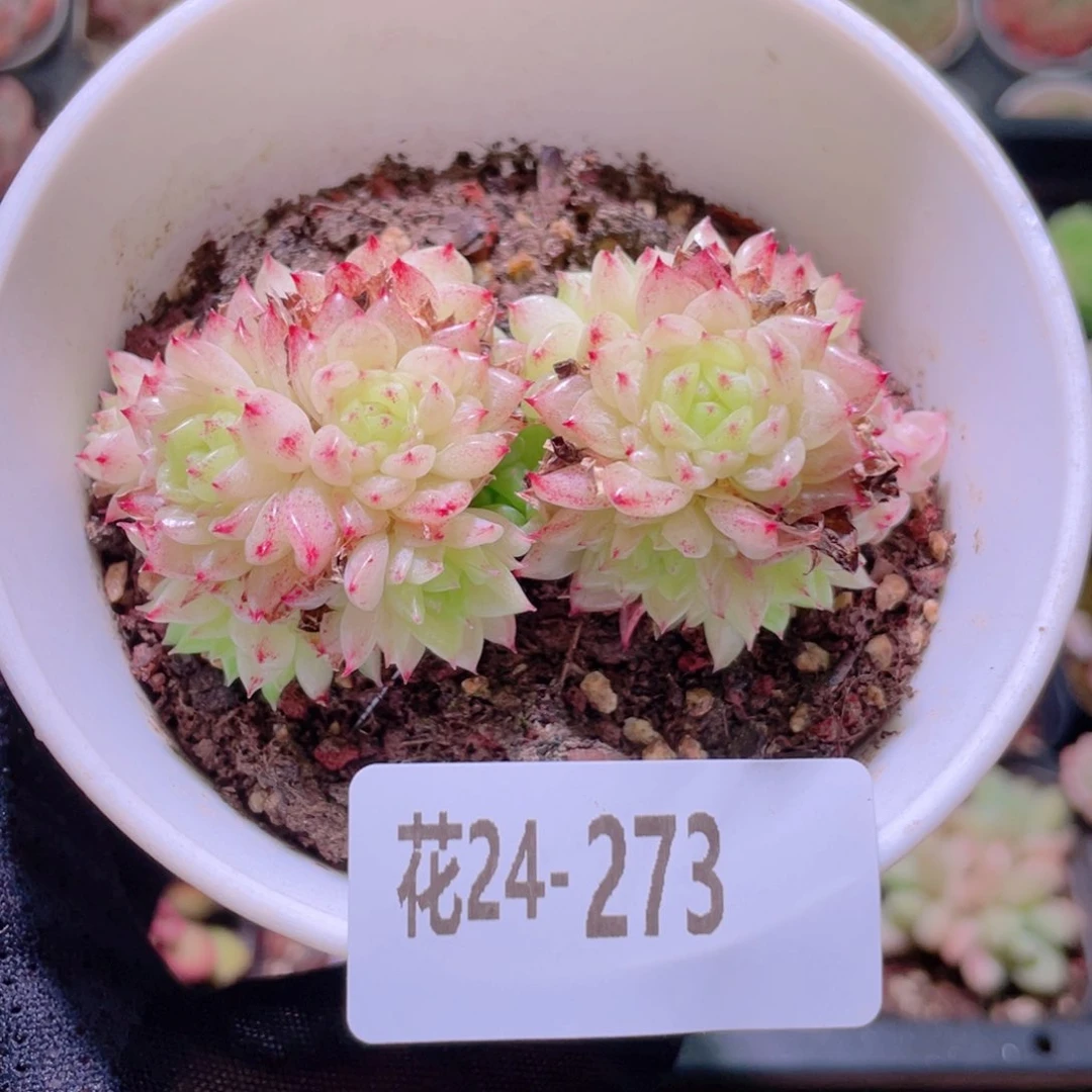 花利美24-273麦秆