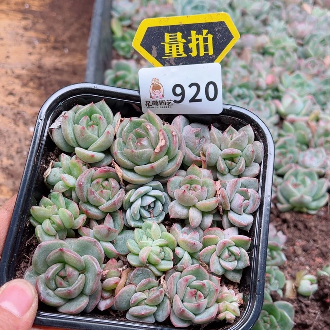 多肉植物多肉植物