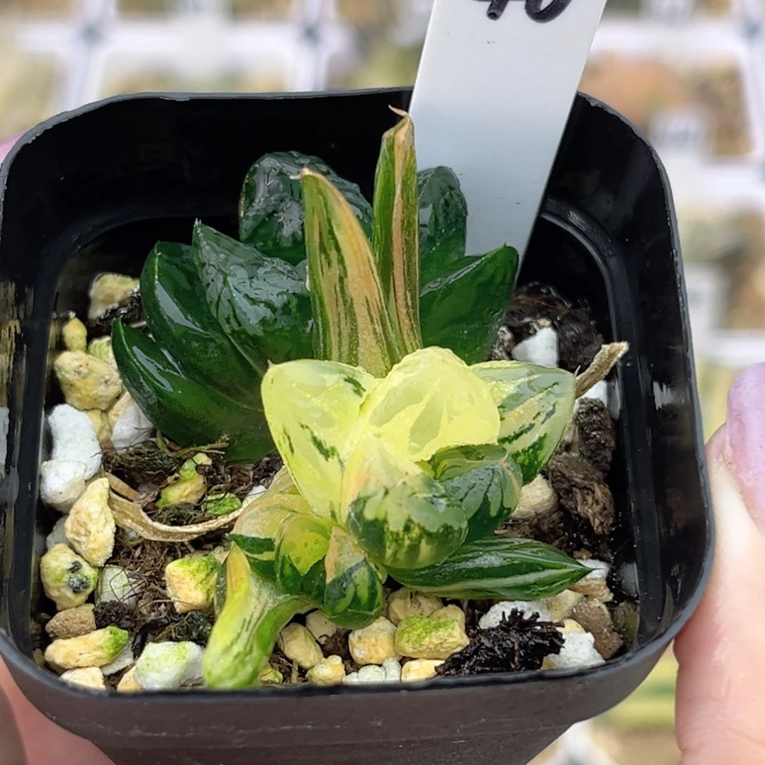 46花水晶玉露锦带仔福利专场