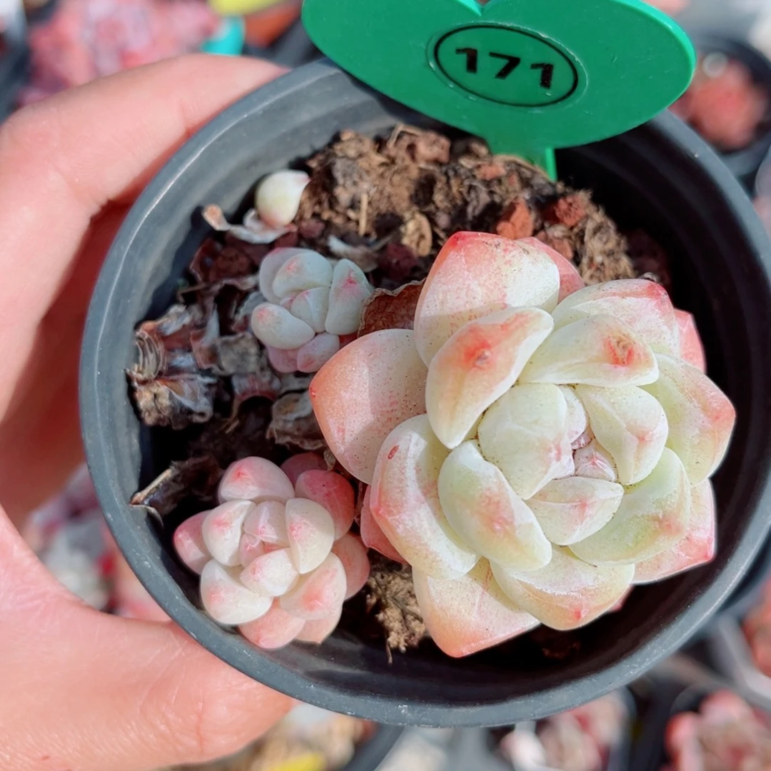 171号小老桩冰玉群